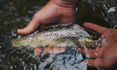 hunter-brumels-i1aaOj95ZFk-unsplash
